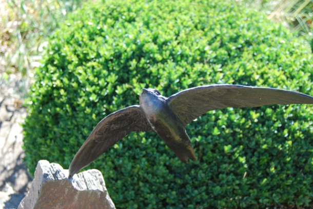 Bronze Swift close up in the garden by JOEL Walker