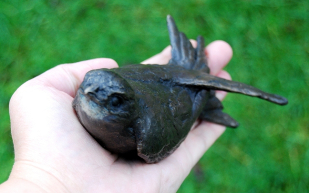 Bronze Swift young by JOEL front view