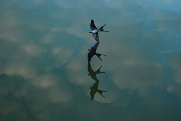 Changing Clouds Swallow Reflection