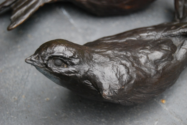 Close up of young swift bronze by JOEL
