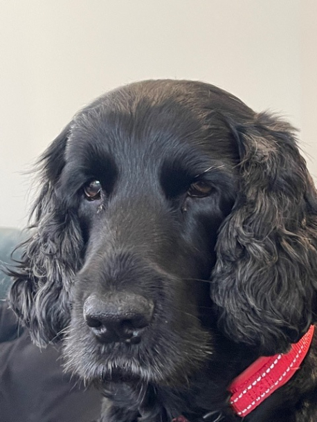 Cocker Spaniel  - the original