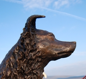 Commissioned Portrait of a Collie Dog