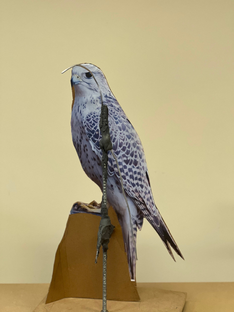 Development of Gyr Falcon Armature