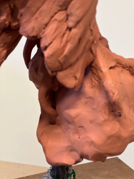 Development of Gyr Falcon toes close up right foot