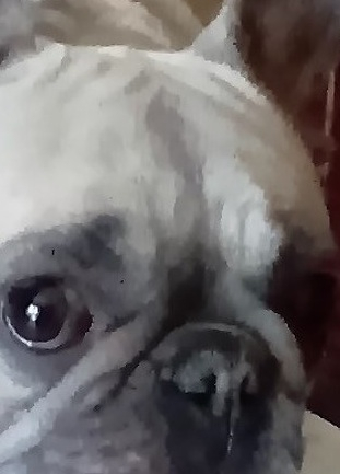 Dog Original for commission