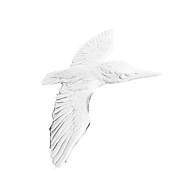 Drawing of Kingfisher