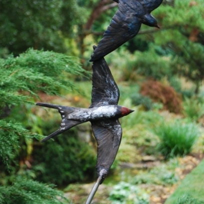 Firm fixing point for Bronze Swallows