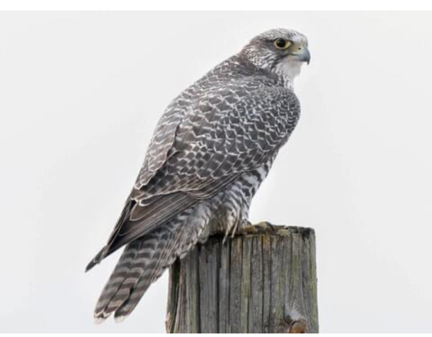 Gyr Falcon darker form