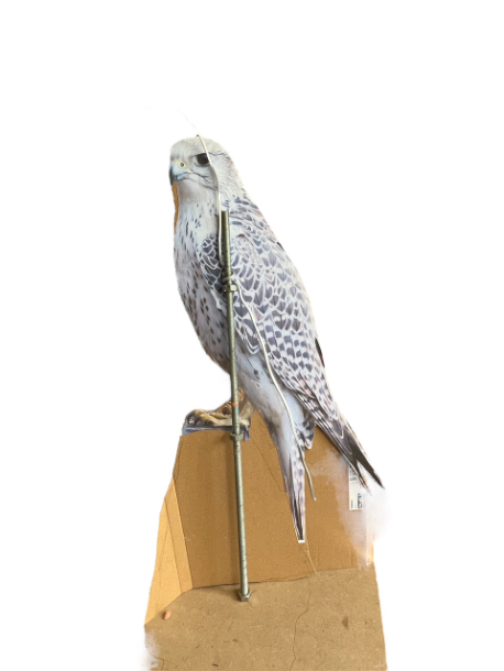 Gyr Falcon first armature 3