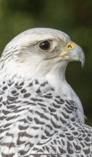 Gyr Falcon head study 1
