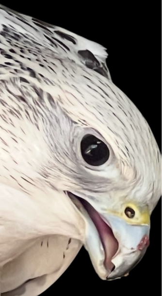 Gyr Falcon head study 2