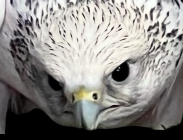 Gyr Falcon head study 3