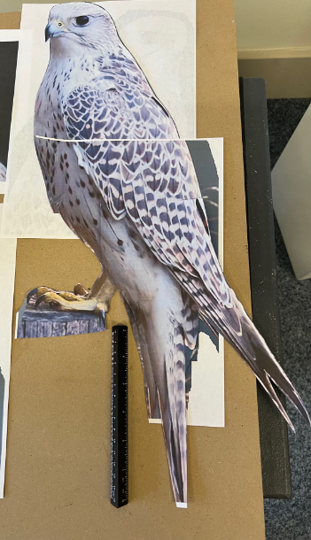 Gyr falcon measurements