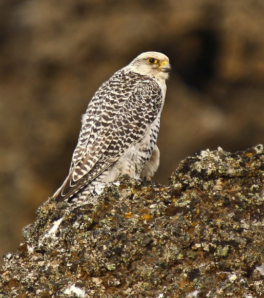 Gyr Falcon photograph by Olafur Larsen