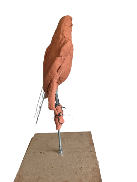 Gyr Falcon Sculpture early development