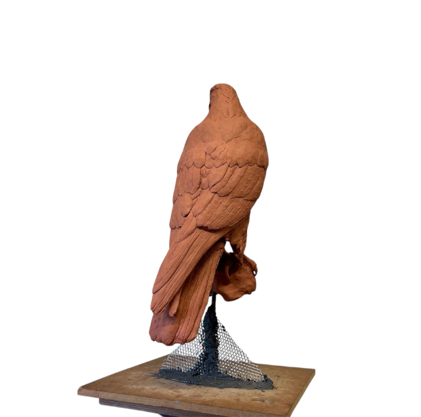 Gyr Falcon Sculpture progress by Sculptress JOEL