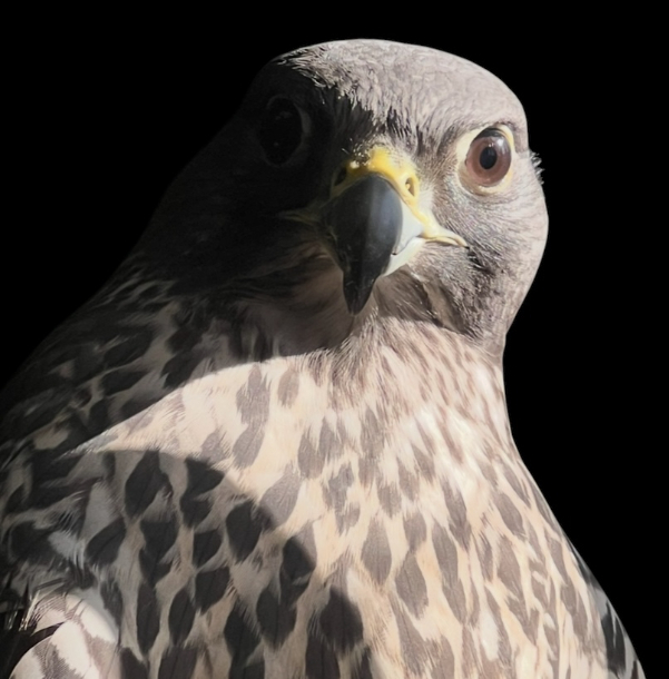 Gyr Falcon Study front view close up
