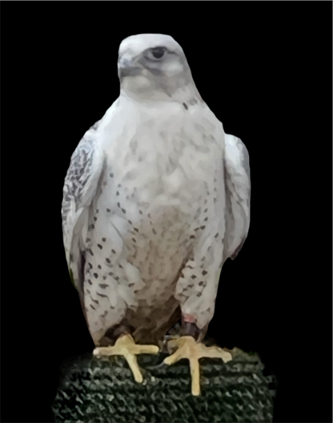 Gyr Falcon Study front view