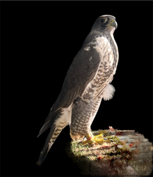 Gyr Falcon Study side view