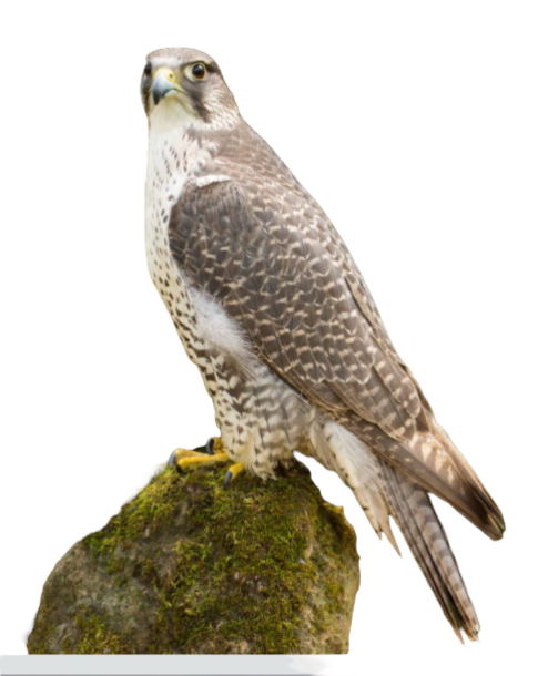 Gyr Falcon wing reference