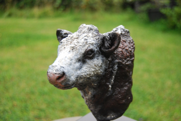 Hereford Bull head sculpture in Bronze