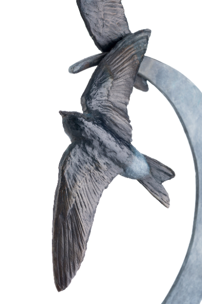 House Martin Detail Touching the Moon