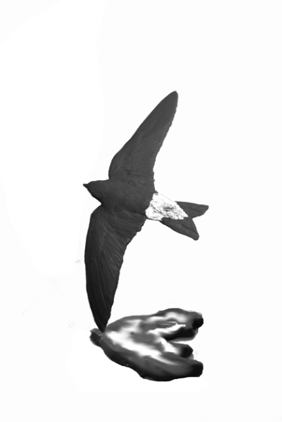 House Martin sculpture in wax 