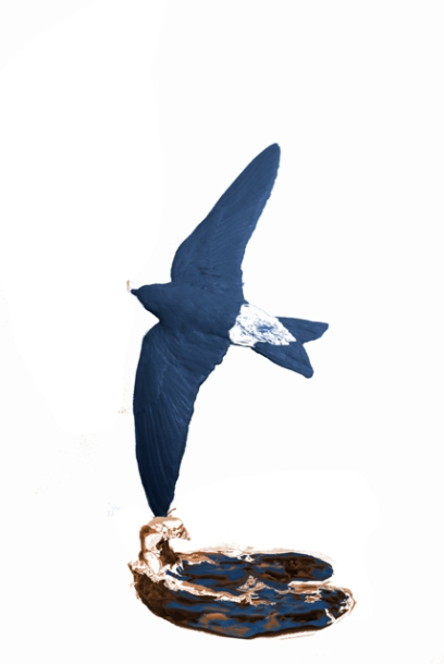 House Martin sculpture Wave design