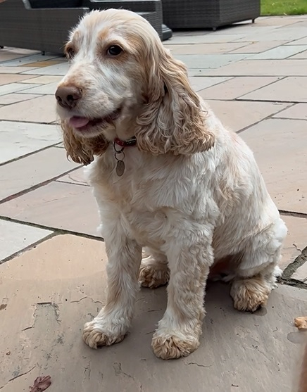 Jasper Spaniel