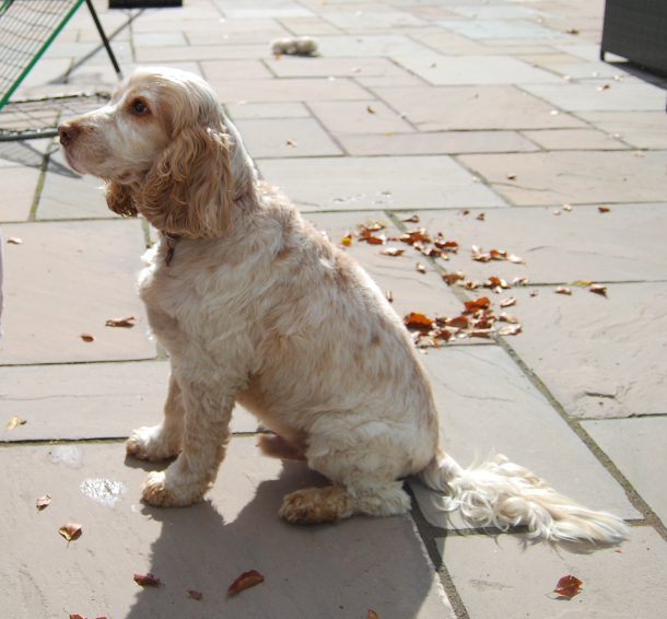 Jasper Spaniel