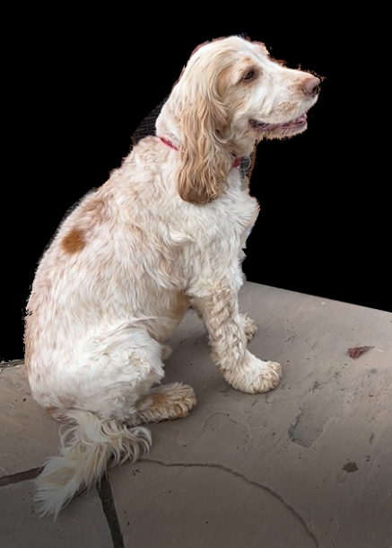 Jasper Spaniel - original of sculpture portrait co