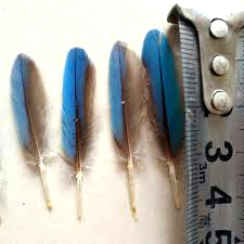 Kingfisher Feathers measurements