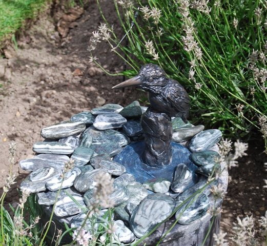 Kingfisher Waiting