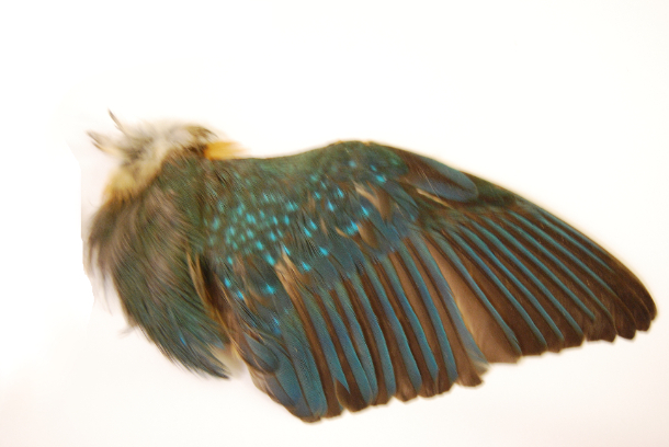 Kingfisher Wing Study