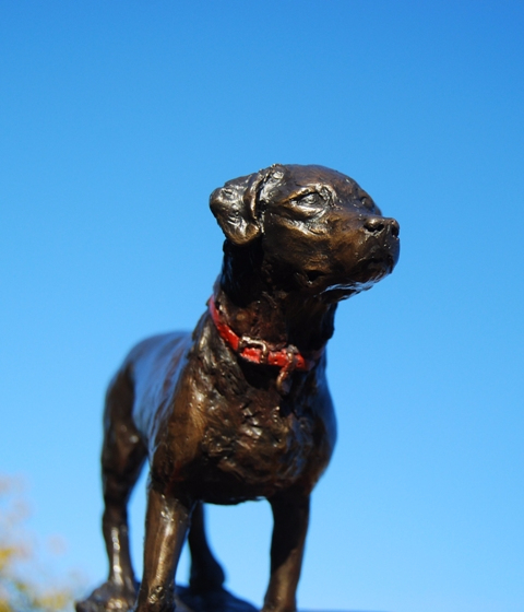 Labrador Walking Girl in Red Collar