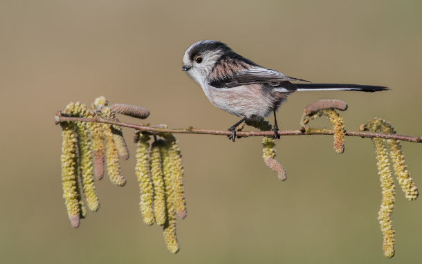 Long Tailed Tit Photo by Bob Eade