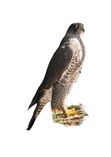 Male Gyr Falcon  image