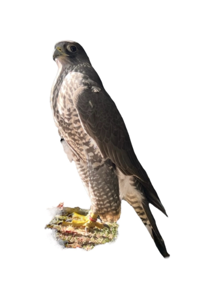 Male Gyr falcon