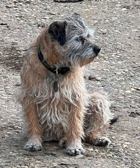 Millie - Border Terrier key Pose