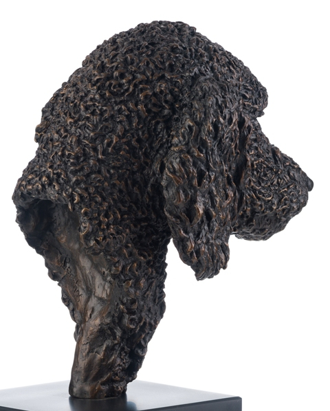 Neck and back of head of bronze poodle