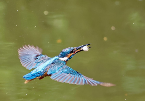 Original Kingfisher