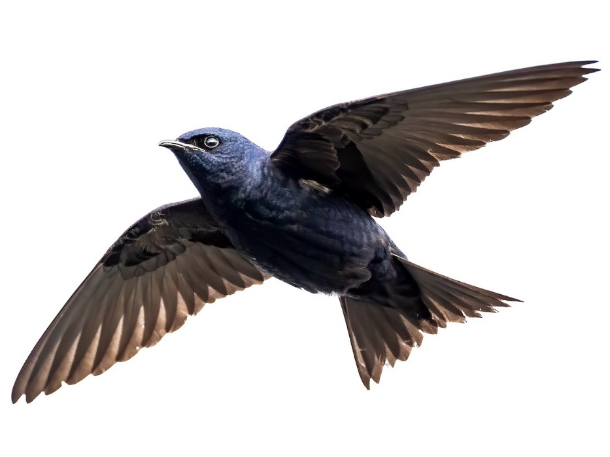 Purple Martin reference