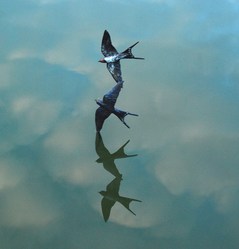 Reflections Swallows water by Joel