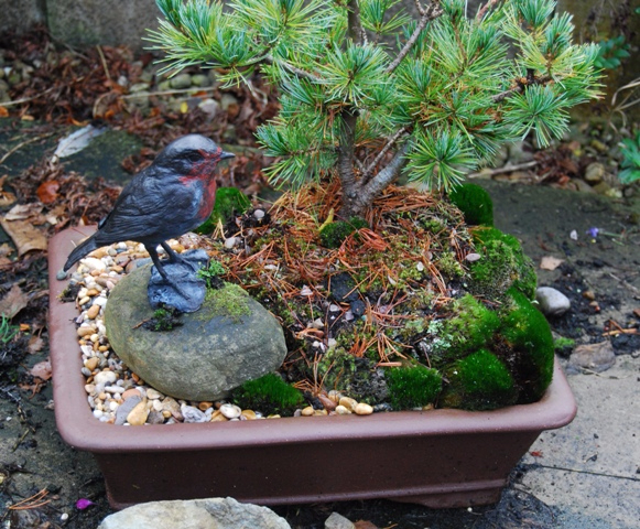 Robin Bright Day in bonsai moss garden