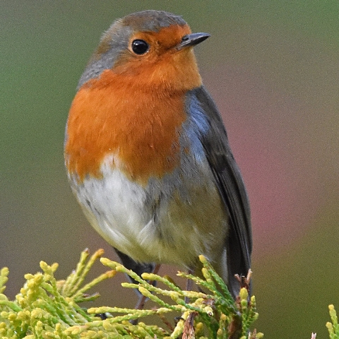 Robin original