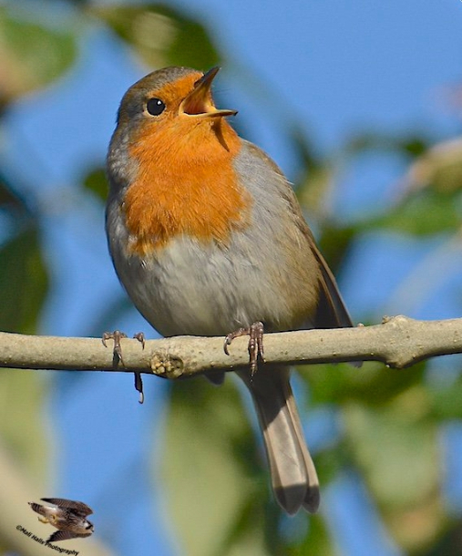 Robin Singing