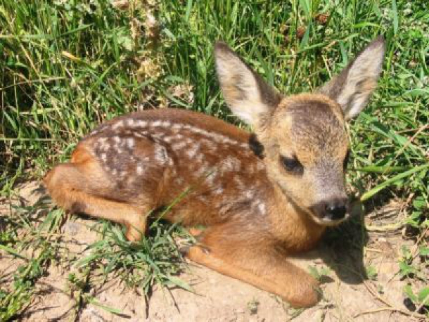 Roe Deer Fawn lying down