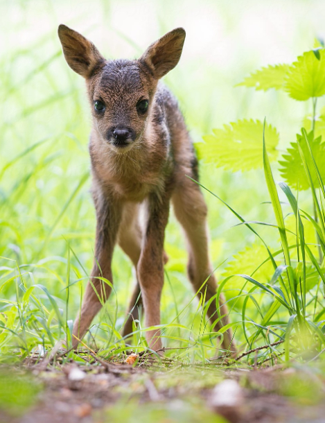 Roe Deer Fawn - photo by Gabriel Ozon