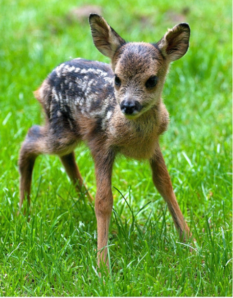 Roe Deer Fawn Sculpture