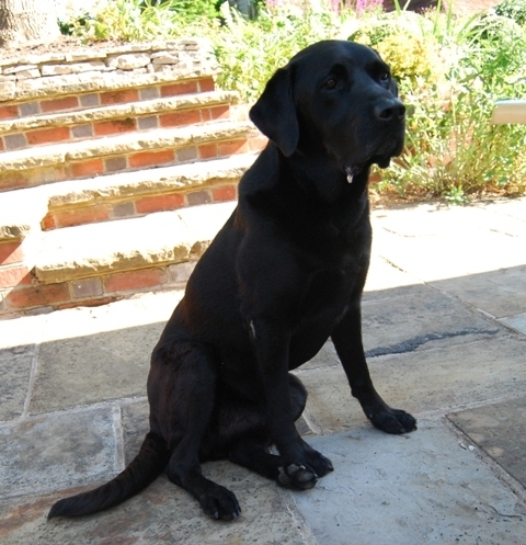 Seated Labrador original of portrait sculpture